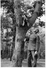 Blondi in a tree, with handler Tornow Blondi in a tree, with handler Tornow
