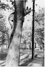 Blondi in a tree Blondi in a tree