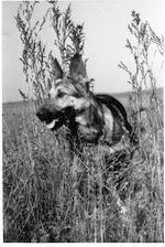 Blondi in the Ukraine Blondi in the Ukraine