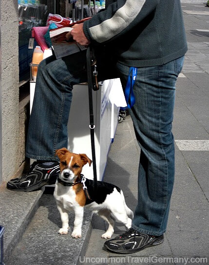 Man shopping in Hammelburg Germany with Jack Russel Terrier