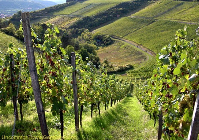 Vineyards on hill above Hammelburg Germany