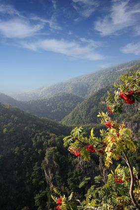 harz mountains view, flowers