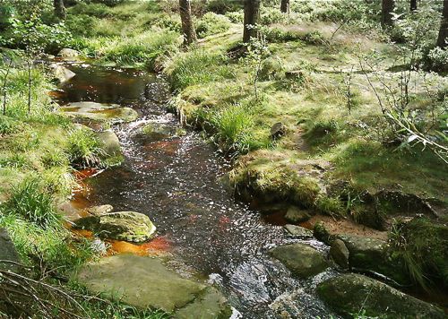Stream on the Brocken, Harz Mountains Stream on the Brocken, Harz Mountains