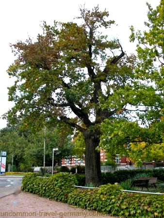 Martin Luther's Oak Tree in Wittenberg Germany