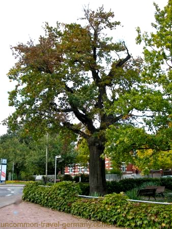 Martin Luther's Oak Tree in Wittenberg Germany Martin Luther's Oak Tree in Wittenberg Germany